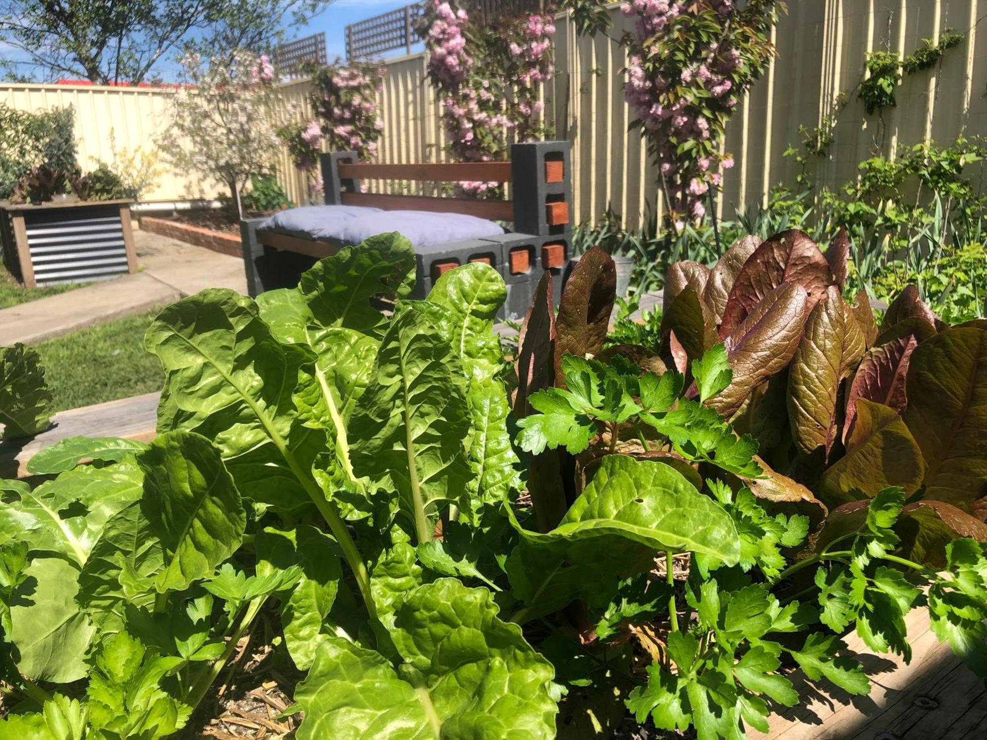 Lovely Budget Vegan Homestay Launceston Bagian luar foto